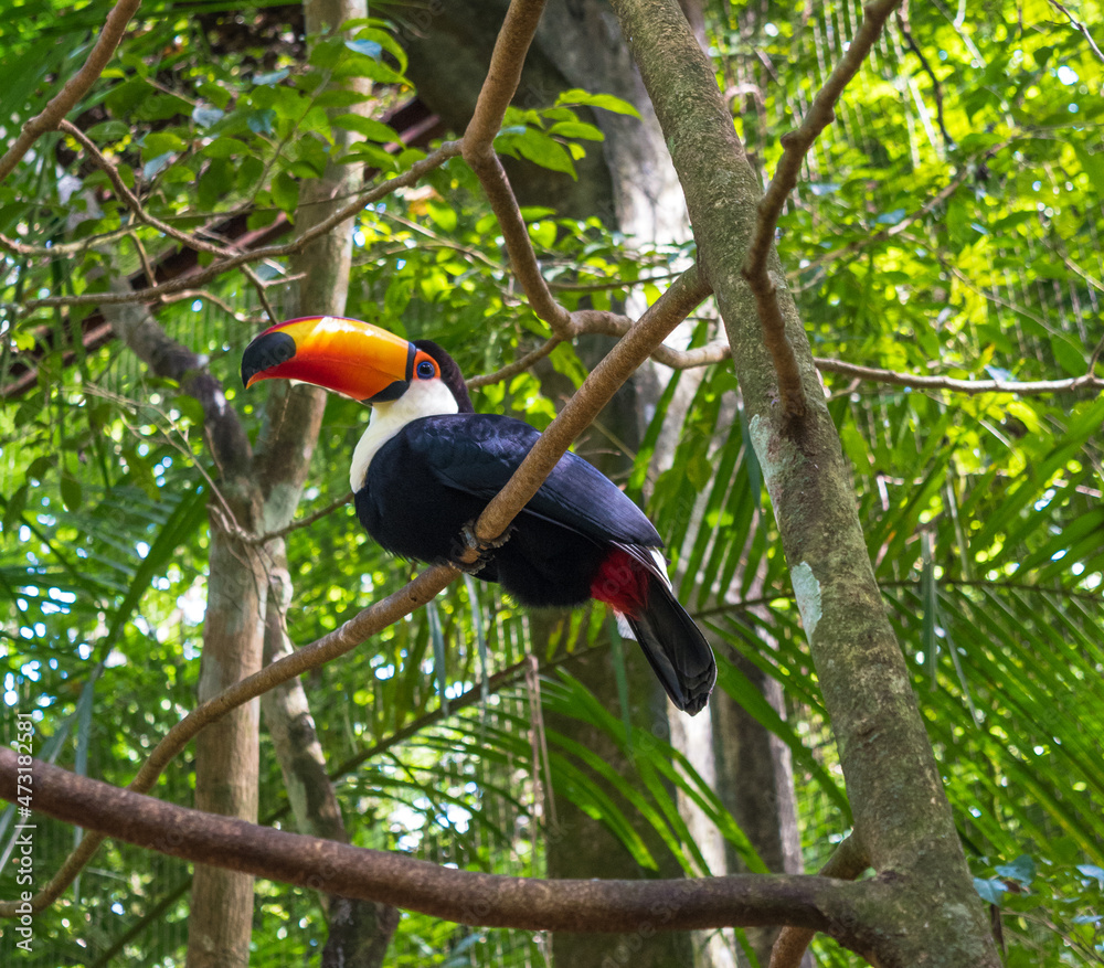 View of a beautiful Toucan at Iguazu Falls - Foz do Iguaçu, Brazil View of a beautiful Toucan at Iguazu Falls - Foz do Iguaçu, Brazil