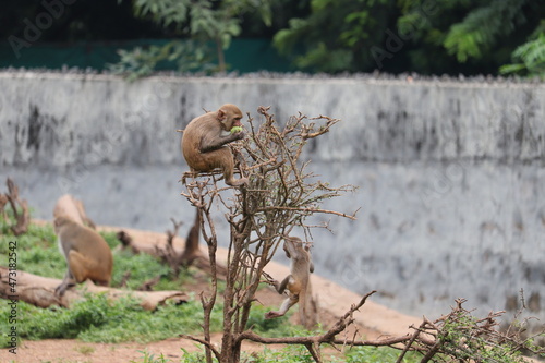 View of grazing on monkey trees