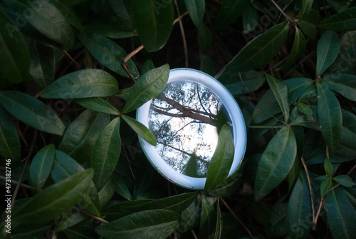 Reflection of the forest in the grass