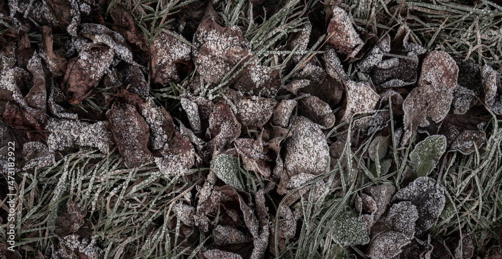 Background from dry leaves and herbs covered with hoarfrost in the early morning. Background from dry leaves and herbs covered with hoarfrost in the early morning.