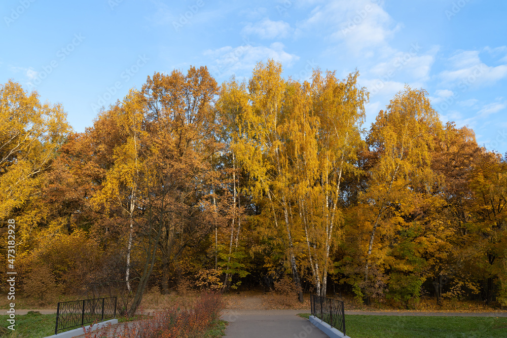 Golden autumn in the city park. Sunny October morning. Beautiful autumn landscape. Asphalt path in the park. Golden autumn in the city park. Sunny October morning. Beautiful autumn landscape. Asphalt path in the park.
