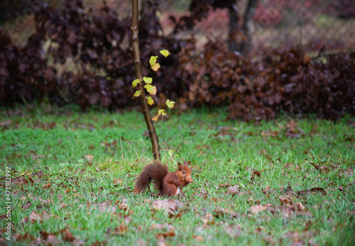 Ardilla marrón y blanca pequeña comiendo una bellota en mitad de un bosque y un jardín en pleno otoño con árboles de fondo.