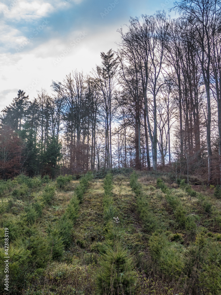 Fototapeta premium Wiederaufforstung im Mischwald