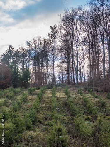 Wiederaufforstung im Mischwald