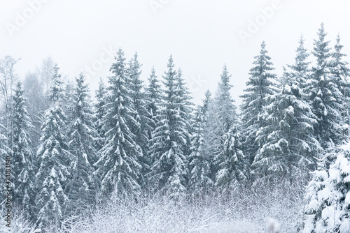 Fantastic snow covered spruces on a frosty day  spruce forest in fog and snow