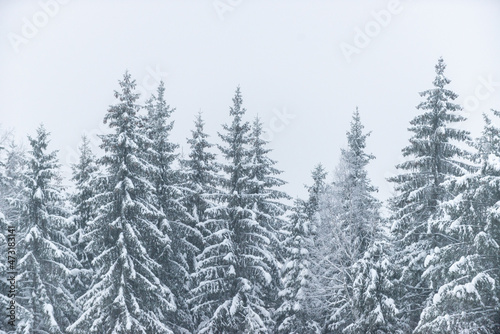 Fantastic snow covered spruces on a frosty day, spruce forest in fog and snow
