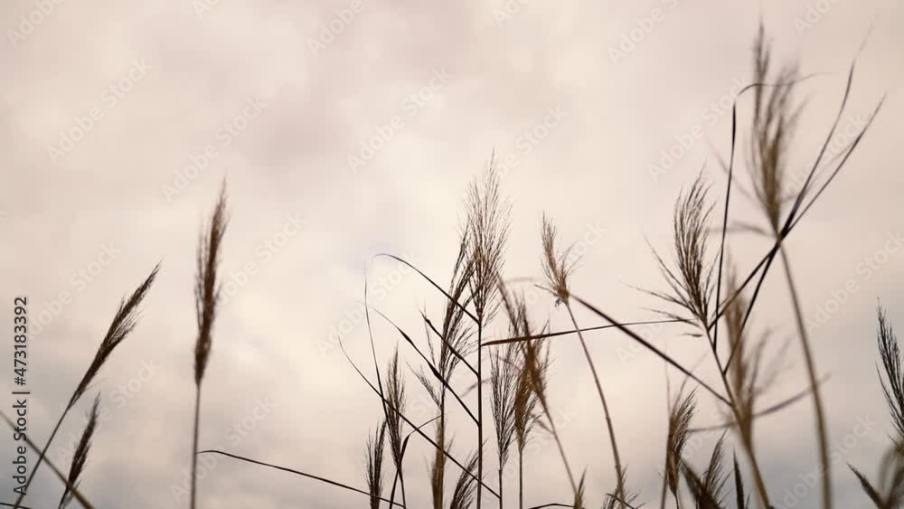 Pampas grass field blowing in wind on nature background. Gray sky with clouds. Pampas grass field blowing in wind on nature background. Gray sky with clouds.