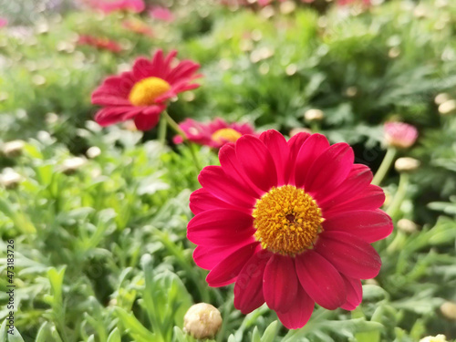 red dwarf daisy, leucanthemum paludosum