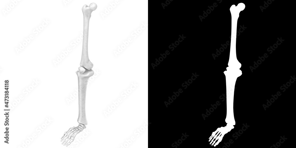 3D rendering illustration of stylized human leg and foot bones anatomy 3D rendering illustration of stylized human leg and foot bones anatomy