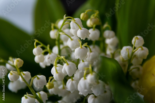 Easter time plant.