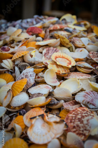 Colorful shells.