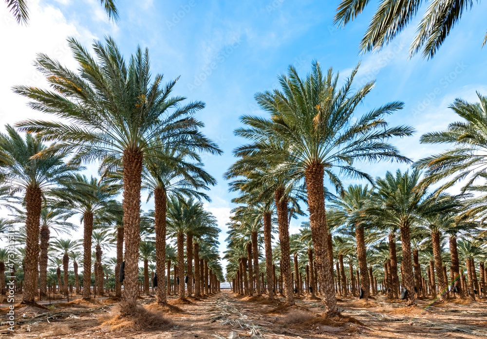 Obraz premium Plantation of date palms intended for healthy food production. Agriculture of dates is rapidly developing industry in desert areas of the Middle East