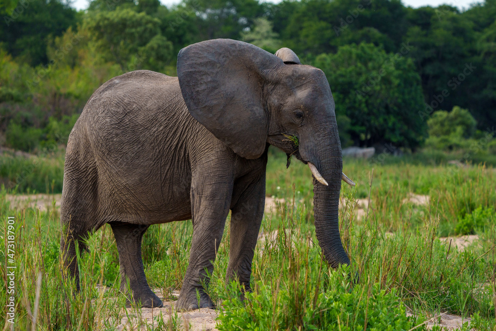 Obraz premium African bush elephant or African savanna elephant (Loxodonta africana) feeding. Mpumalanga. South Africa.