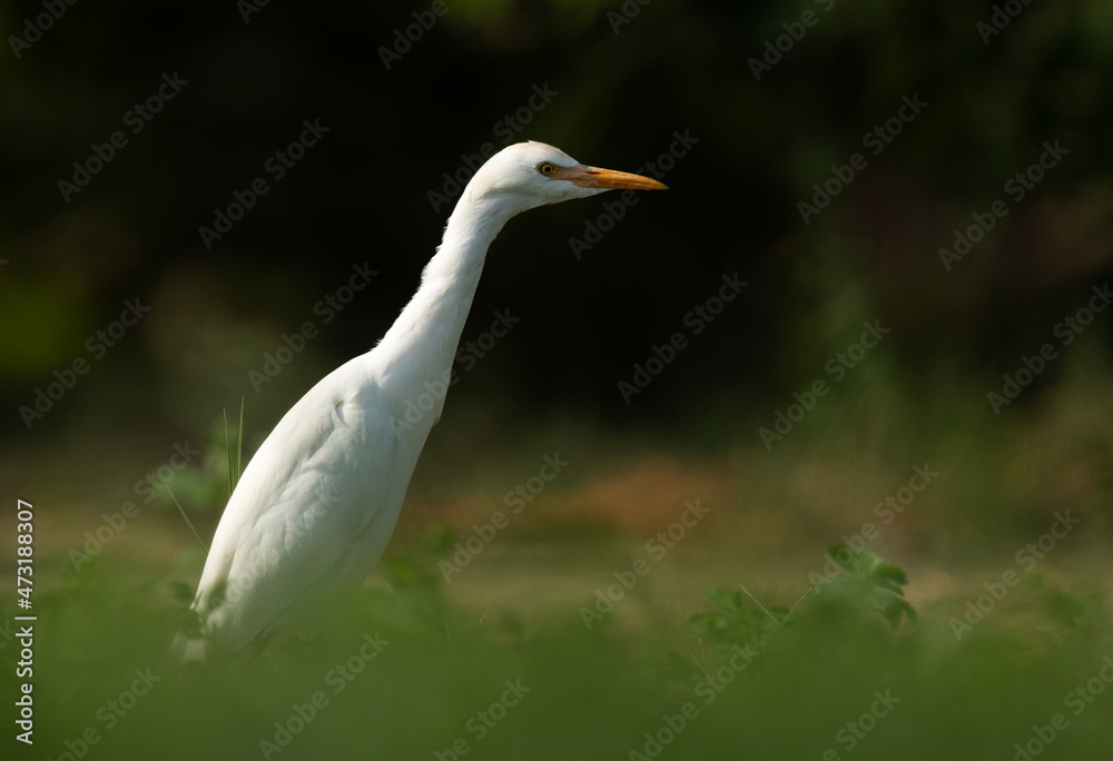 Cattle Egret feeding at Buri farm, Bahrain Cattle Egret feeding at Buri farm, Bahrain