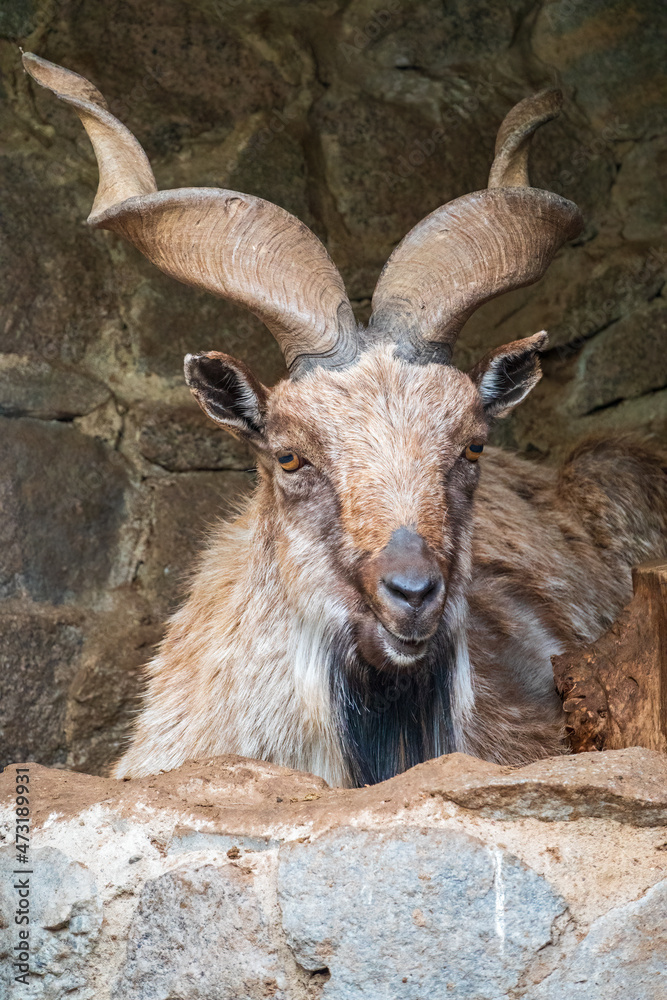 Close-up portrait of Markhor, Capra falconeri, wild goat native to Central Asia, Karakoram and the Himalayas Close-up portrait of Markhor, Capra falconeri, wild goat native to Central Asia, Karakoram and the Himalayas