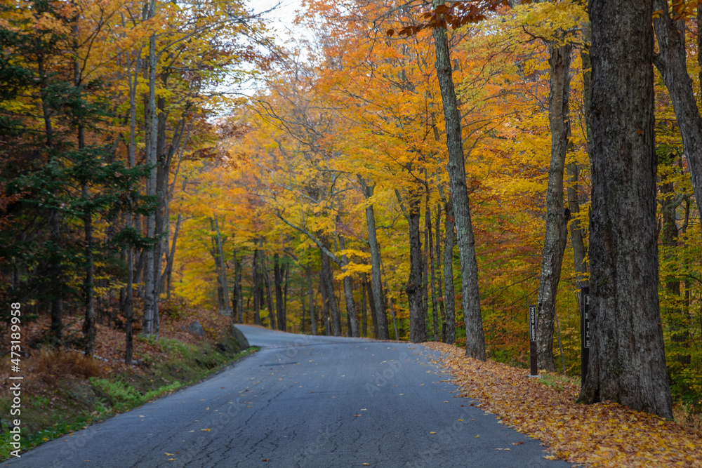 Quiet road in autumn forest