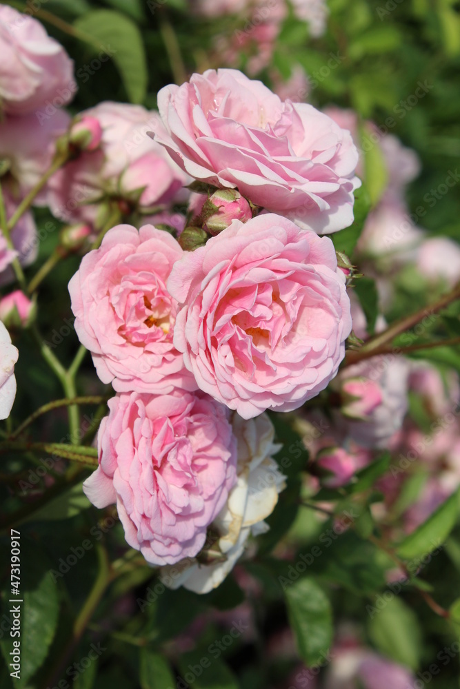 A lot of small pink roses blooming on the one bush