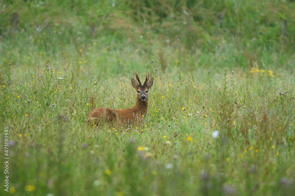 Roe deer (Capreolus capreolus) in a flower field Roe deer (Capreolus capreolus) in a flower field