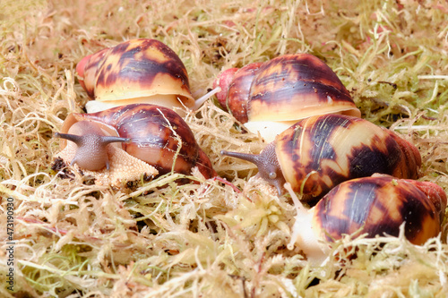 Young giant African snails achatina on the background of moss