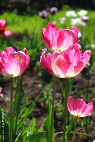 Pink parrot tulips glowing in the sunlight