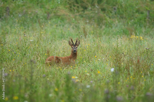 Roe deer (Capreolus capreolus) in a flower field