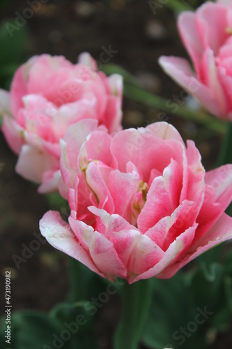 Pink foxtrot tulips blooming in the garden on the nasty day photo