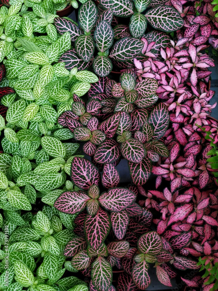 Fototapeta premium Vertical rows of pink and green fittonias growing in the flower pots