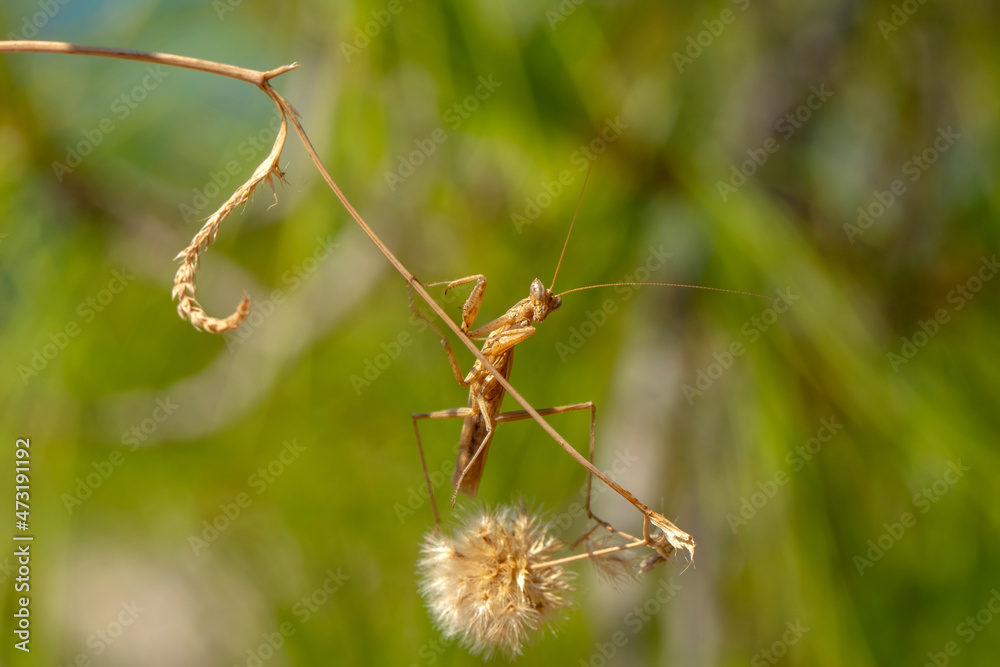 Close up of pair of Beautiful European mantis ( Mantis religiosa ). Close up of pair of Beautiful European mantis ( Mantis religiosa ).