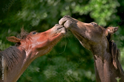 Horses Kissing