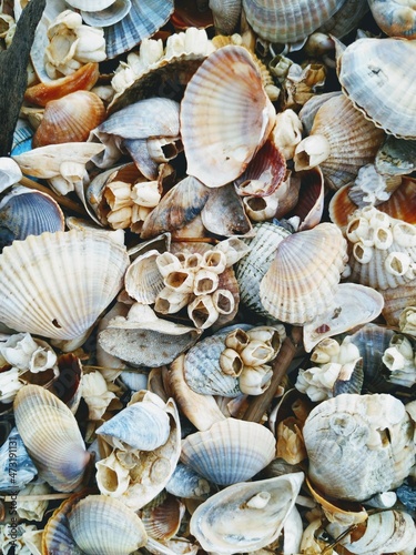 Top down view of river mussels in blue, brown and white colours