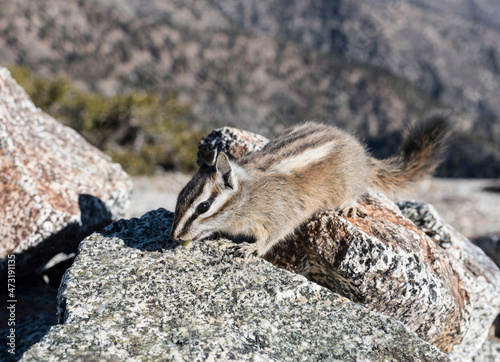 Lodgepole Chipmunk in the San Gabriel Mountains near Los Angeles, California. photo