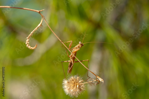 Close up of pair of Beautiful European mantis ( Mantis religiosa ).