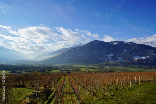 vineyard in autumn