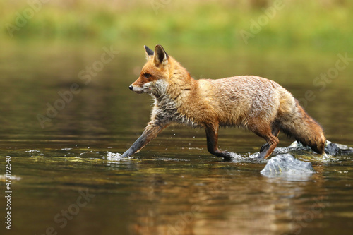 Red fox (Vulpes vulpes) catching fish in pond. Action scene in nature environment.