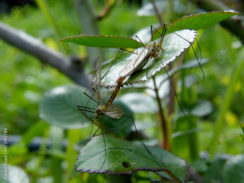 mosquitos