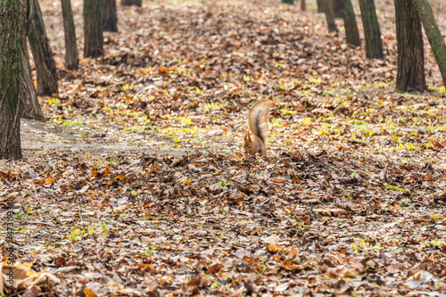 alley with trees in the autumn park and squirrel on the ground