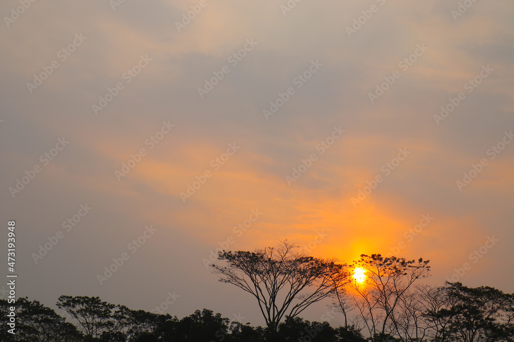 Sunset in a village behind the tree. Yellow evening sky . Sun tree and beautiful sky.j