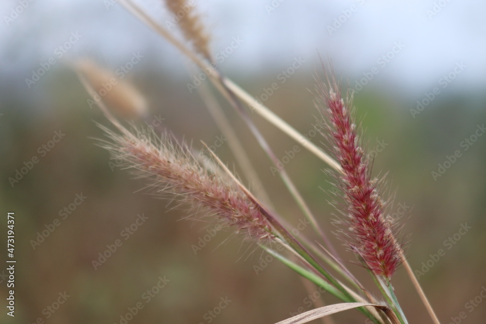 Chinese fountain grass (Pennisetum) with seeds in the sun in front of blurry background.