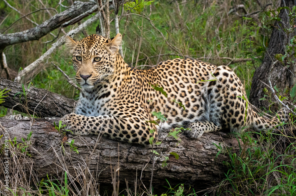 Portrait of leopard in Sabi Sand Portrait of leopard in Sabi Sand