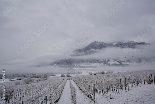 Vineyards in the winter