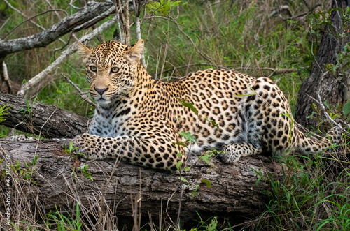 Portrait of leopard in Sabi Sand