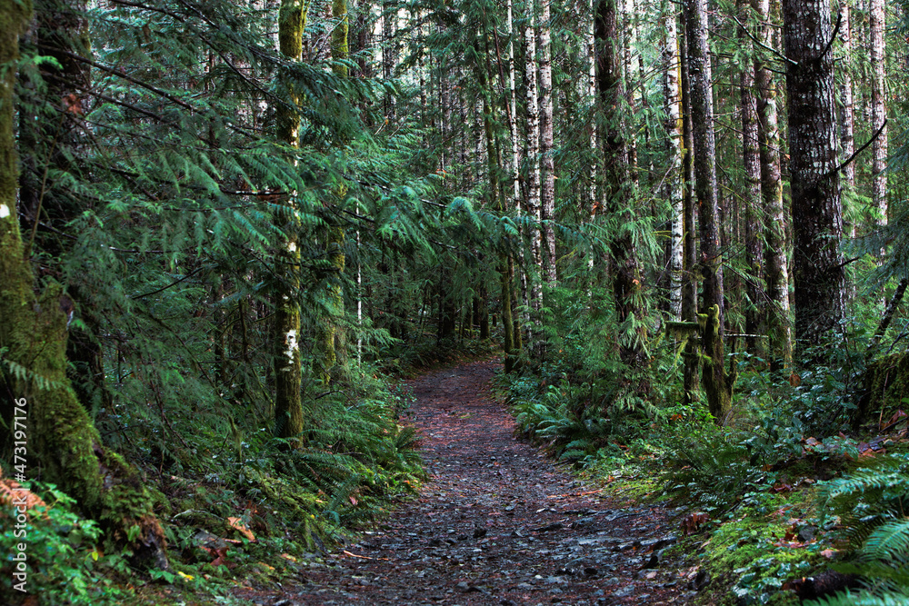 Obraz premium Walking trail in the middle of the mount benson forest