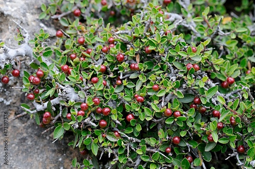 Rhamnus rupicola, is a shrub of the family of Ramnaceae. photo