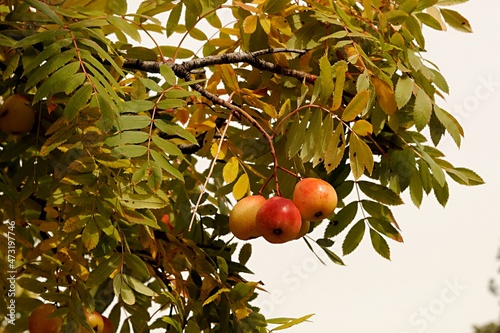 Sorbus domestica, the common rowan, is a deciduous tree that produces an edible fruit called rowan.