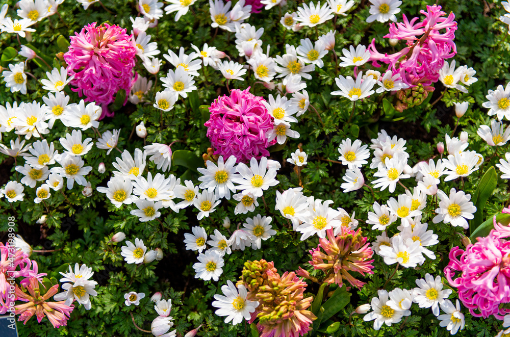 spring flowers in the park on the flowerbed