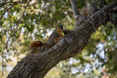 Fox Squirrel 2
