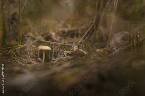 Wallpaper Mural Soft focused shot of fresh tricholoma mushroom in autumn forest, Clitocybe nuda or Lepista nuda among dry leaves and green grass Torontodigital.ca