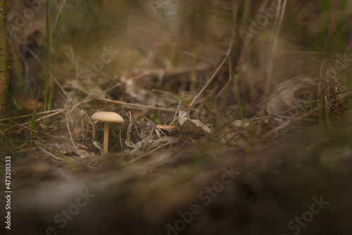 Soft focused shot of fresh tricholoma mushroom in autumn forest, Clitocybe nuda or Lepista nuda among dry leaves and green grass