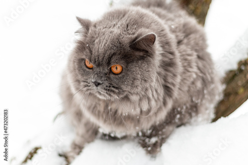 A British cat with orange eyes is freezing in the cold, frosty snow. Animals in winter conditions. Close-up.