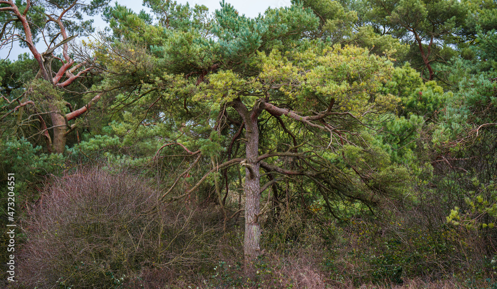 Fototapeta premium contrasting winter foliage colours on a lone Scots pine (Pinus sylvestris) Wiltshire UK